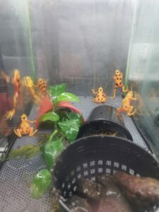Atelopus varius